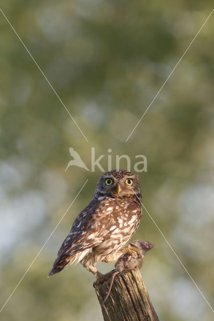 Little Owl (Athene noctua)