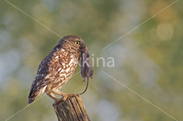 Little Owl (Athene noctua)