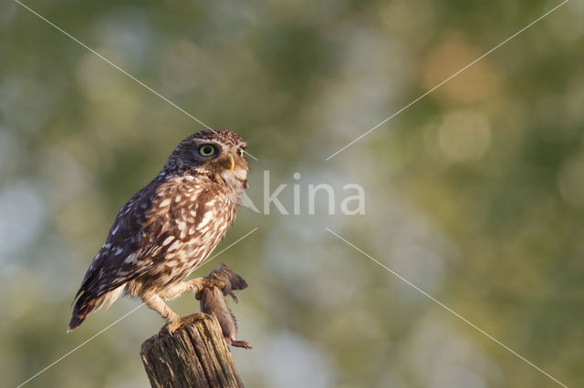 Little Owl (Athene noctua)