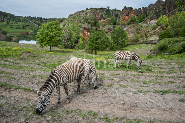 Steppezebra (Equus quagga)