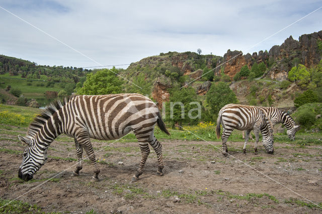 Steppezebra (Equus quagga)