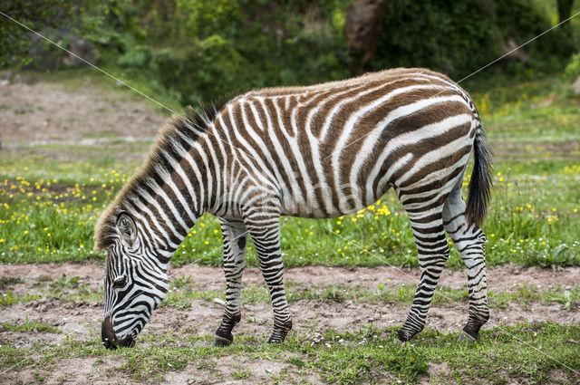 Plains zebra (Equus quagga)