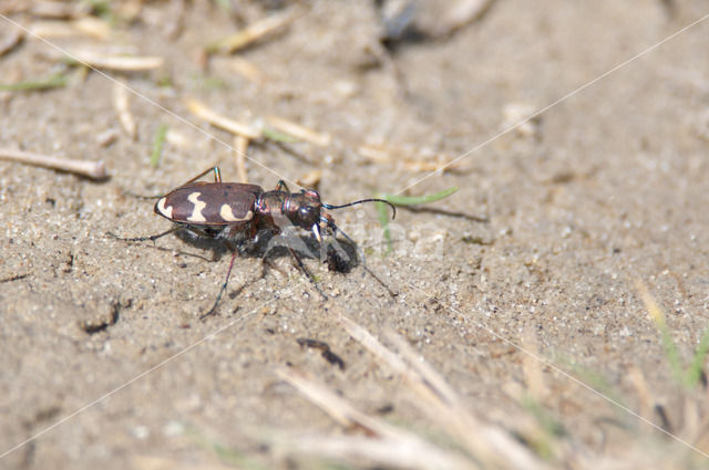 Dune tiger beetle (Cicindela maritima)