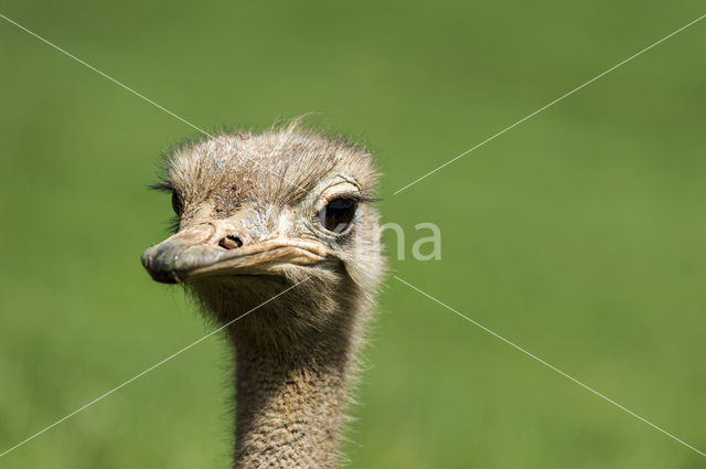 Struisvogel (Struthio camelus)