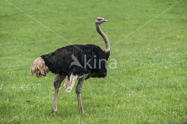 Struisvogel (Struthio camelus)