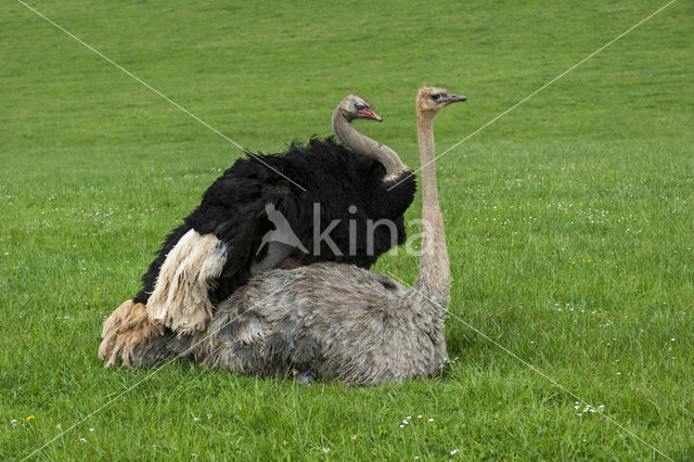 Ostrich (Struthio camelus)