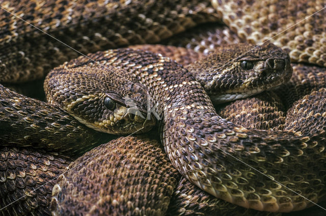 Texaanse ratelslang (Crotalus atrox)