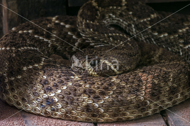 Texaanse ratelslang (Crotalus atrox)