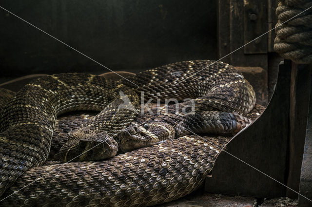 Western Diamondback Rattlesnake (Crotalus atrox)