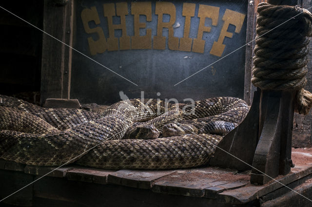 Western Diamondback Rattlesnake (Crotalus atrox)