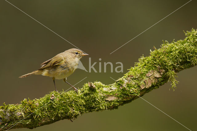 Tjiftjaf (Phylloscopus collybita)