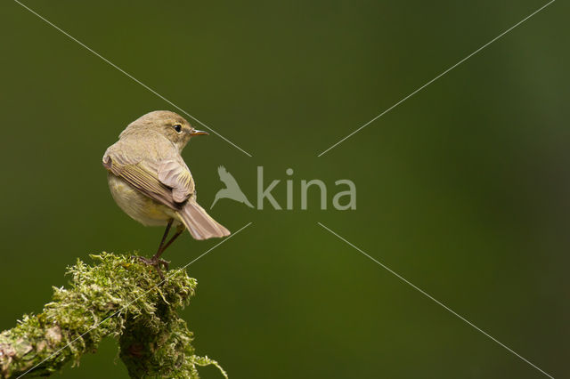 Tjiftjaf (Phylloscopus collybita)