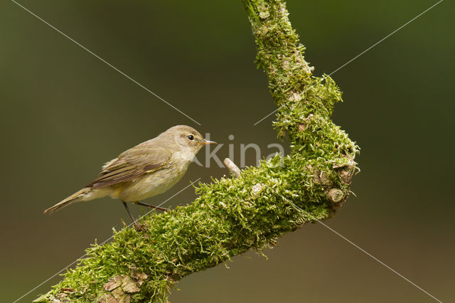 Chiffchaff (Phylloscopus collybita)