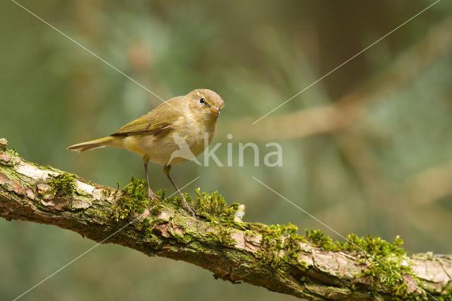 Tjiftjaf (Phylloscopus collybita)