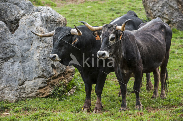 Tudanca koe (Bos domesticus)