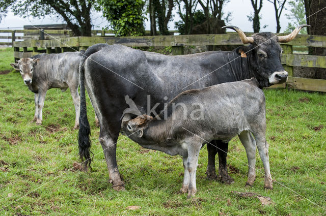 Tudanca cow (Bos domesticus)