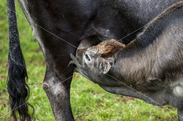 Tudanca koe (Bos domesticus)