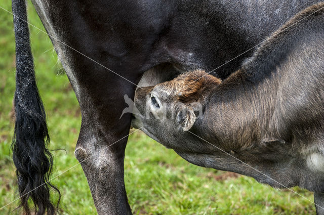 Tudanca cow (Bos domesticus)