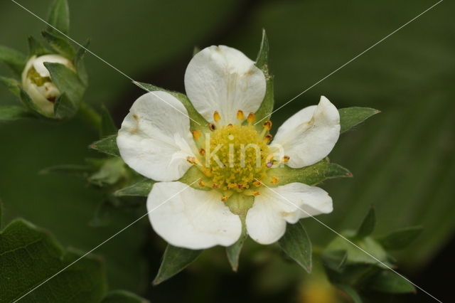 Garden Strawberry (Fragaria x ananassa)
