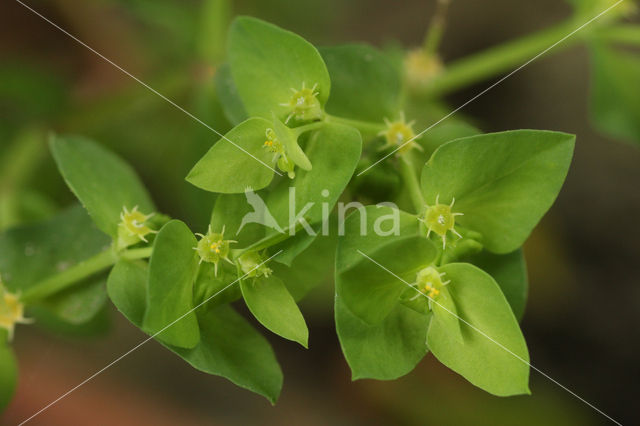 Tuinwolfsmelk (Euphorbia peplus)