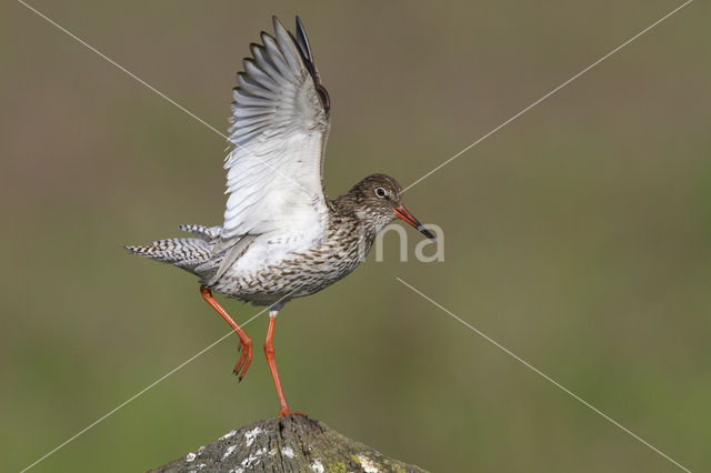 Common Redshank (Tringa totanus)