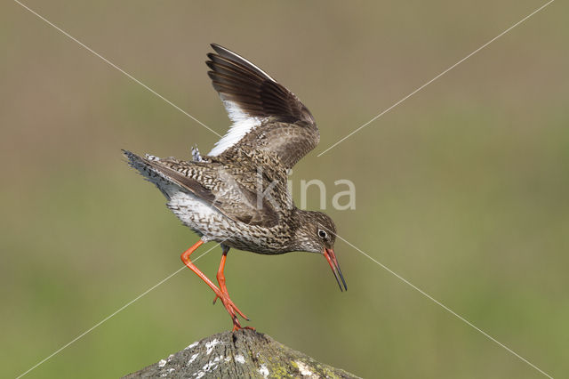 Common Redshank (Tringa totanus)