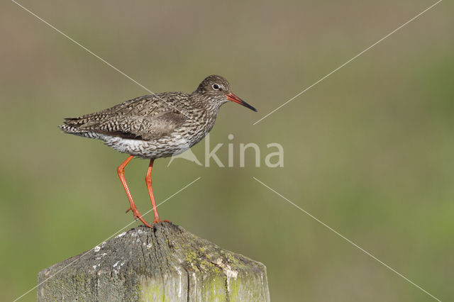 Common Redshank (Tringa totanus)