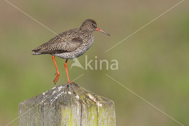 Common Redshank (Tringa totanus)