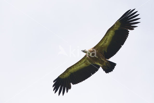 Eurasian Griffon (Gyps fulvus)