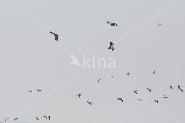 Eurasian Griffon (Gyps fulvus)