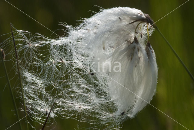 Common Cottongrass (Eriophorum angustifolium)