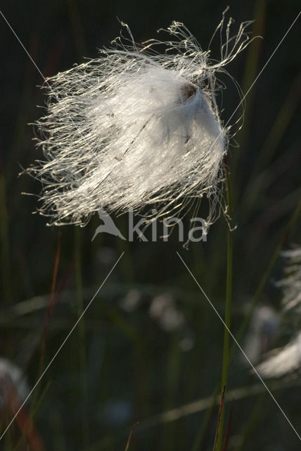 Veenpluis (Eriophorum angustifolium)