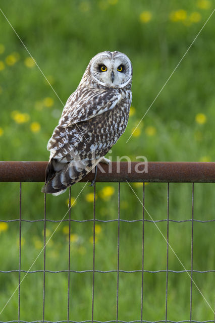 Short-eared Owl (Asio flammeus)