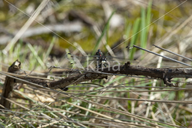 White-faced Darter (Leucorrhinia dubia)