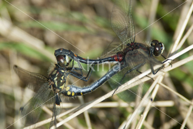 White-faced Darter (Leucorrhinia dubia)