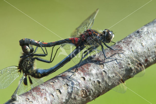 White-faced Darter (Leucorrhinia dubia)