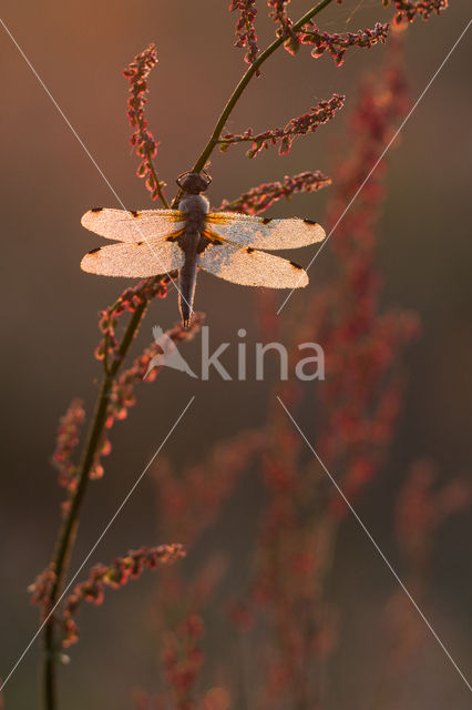 Four-spotted Chaser (Libellula quadrimaculata)