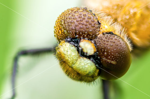 Viervlek (Libellula quadrimaculata)