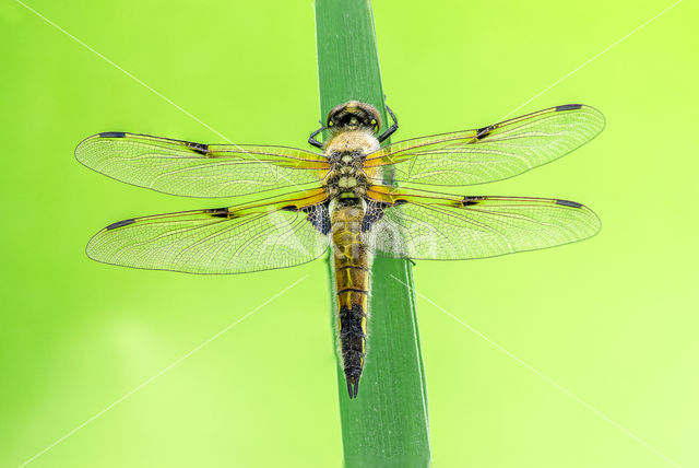 Viervlek (Libellula quadrimaculata)