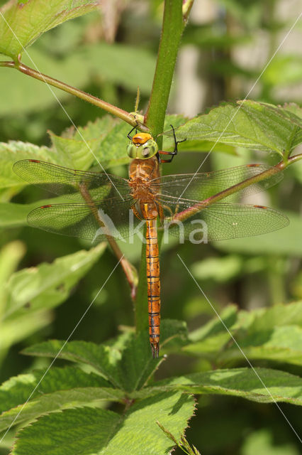 Northern Hawker (Aeshna isosceles)