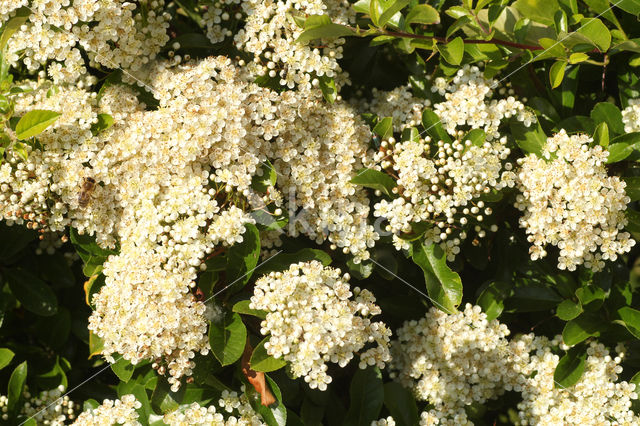 scarlet firethorn (Pyracantha coccinea)