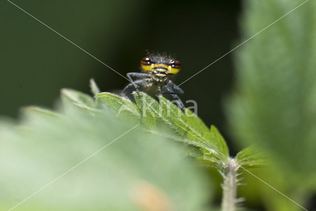 Large Red Damselfly (Pyrrhosoma nymphula)