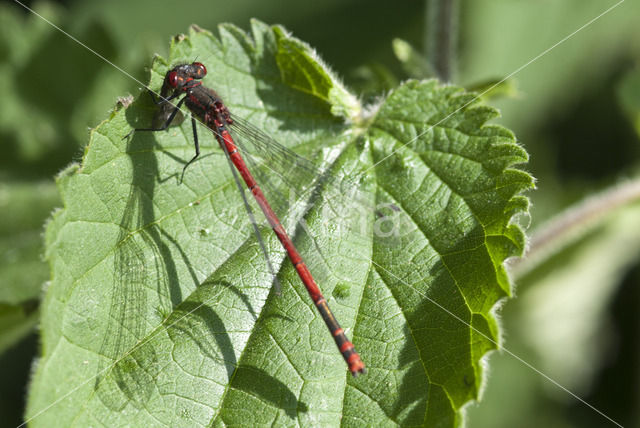 Large Red Damselfly (Pyrrhosoma nymphula)