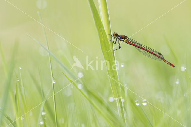 Large Red Damselfly (Pyrrhosoma nymphula)