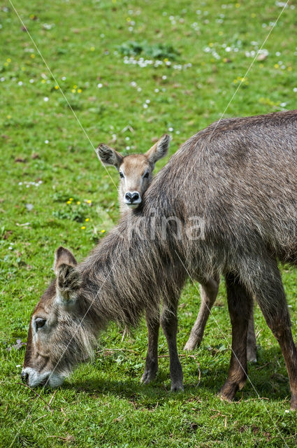 Waterbok (Kobus ellipsiprymnus)