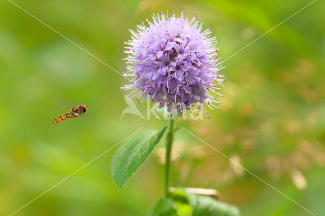 Watermunt (Mentha aquatica)