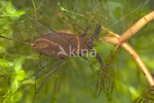 Waterschorpioen (Nepa cinerea)