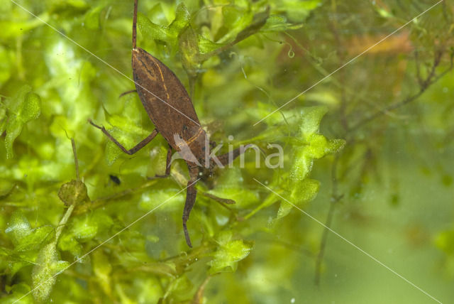 Waterschorpioen (Nepa cinerea)