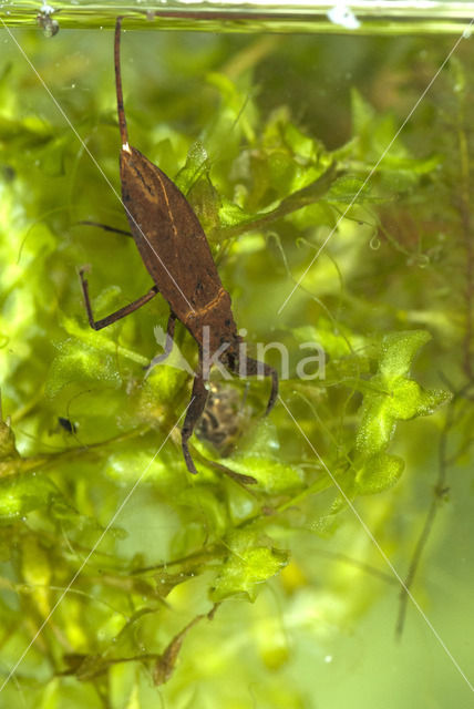 Waterschorpioen (Nepa cinerea)