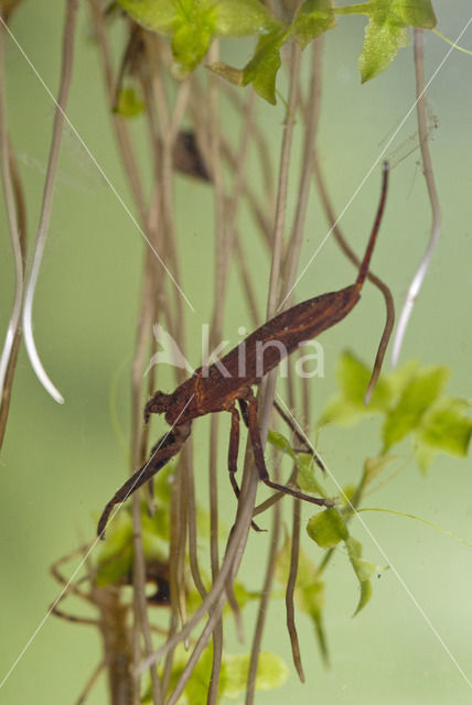 Waterscorpion (Nepa cinerea)